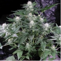 G13 Haze F1 Seedsman