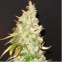 Насіння Northern Soul Feminised