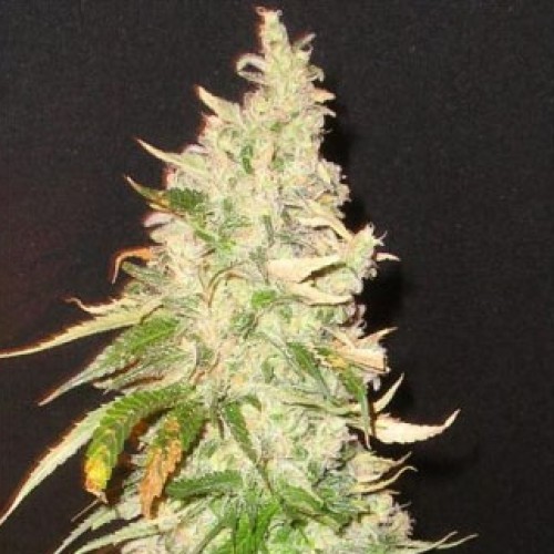 Northern Soul Feminised