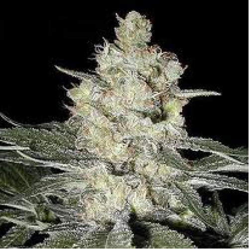 Original Skunk-1 Feminised