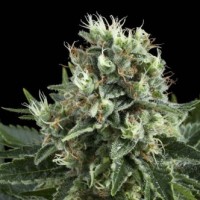 White Widow Feminised 