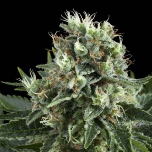 White Widow Feminised 