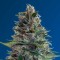 Himalaya Blue Diesel Feminised