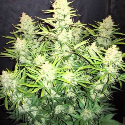 Russian Rocket Fuel Feminised