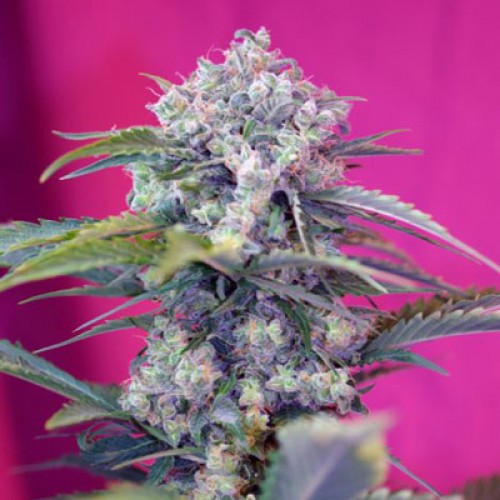 Auto Cream Mandarine Feminised