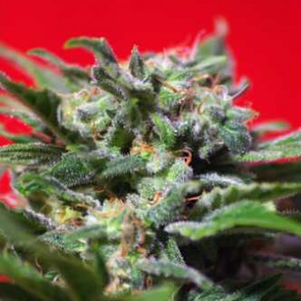 Ganesh Spirit Feminised