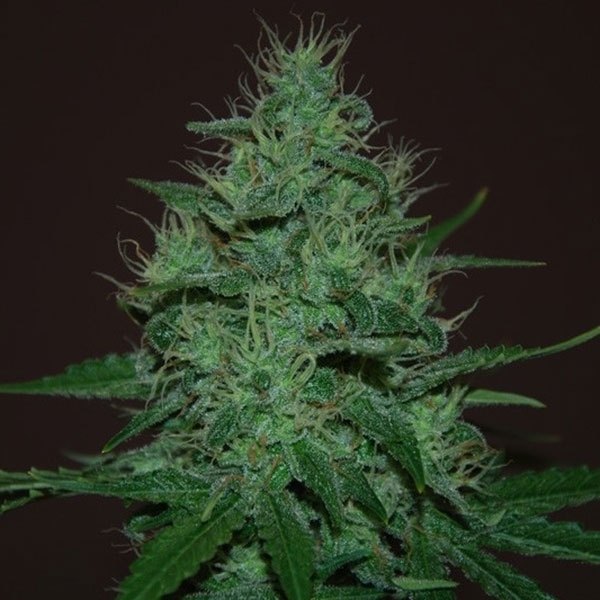 Auto Amnesia Haze Feminised by Victory Seeds