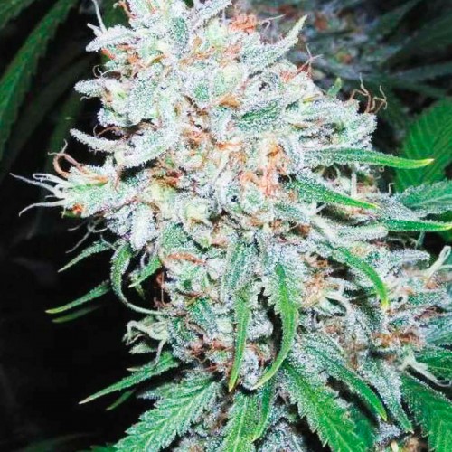 Amnesia Haze Feminised