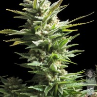 Насіння Amnesium Feminised