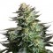 Auto Amnesia Haze Feminised by Victory Seeds