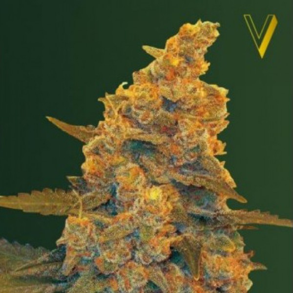 Auto Blue Dream Feminised 