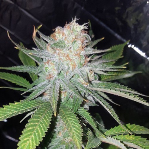Auto Blue Dream Feminised 