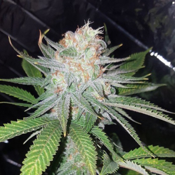 Auto Blue Dream Feminised 