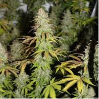 Auto Bubblegum+ Pro Feminised