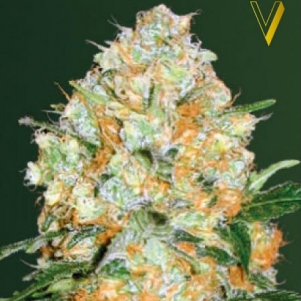 Auto Bubblegum+ Pro Feminised