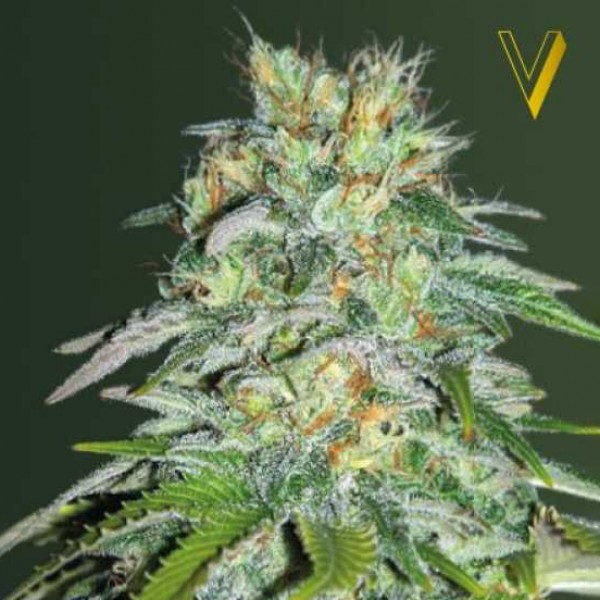 Auto Cheese Feminised by Victory Seeds