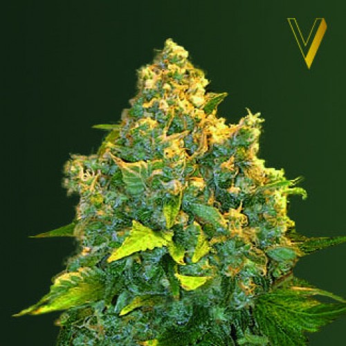 Auto Chronic Monster XXL Feminised