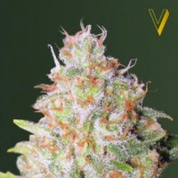 Auto Green Wild Shark Feminised seeds