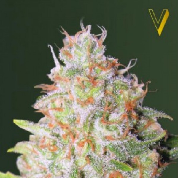 Auto Green Wild Shark Feminised seeds