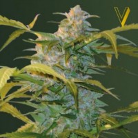 Auto Heaven Feminised