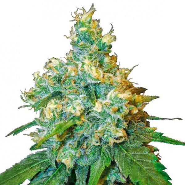 Auto Jack Herer Feminised