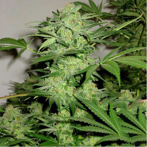 Auto Northern Light Feminised