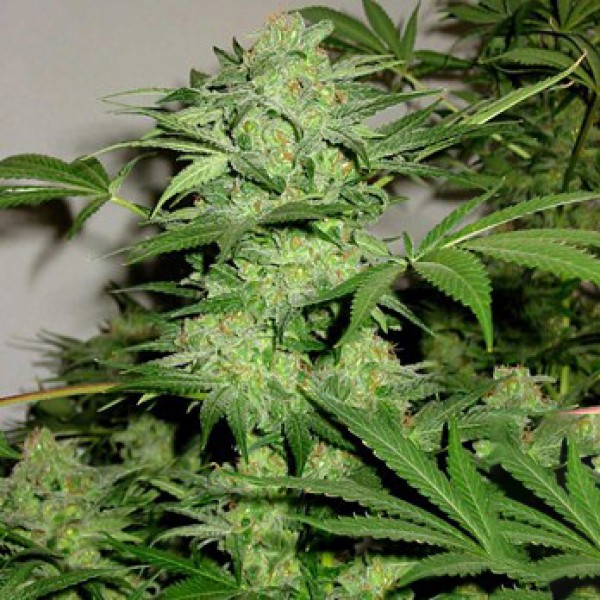 Auto Northern Light Feminised by Victory Seeds