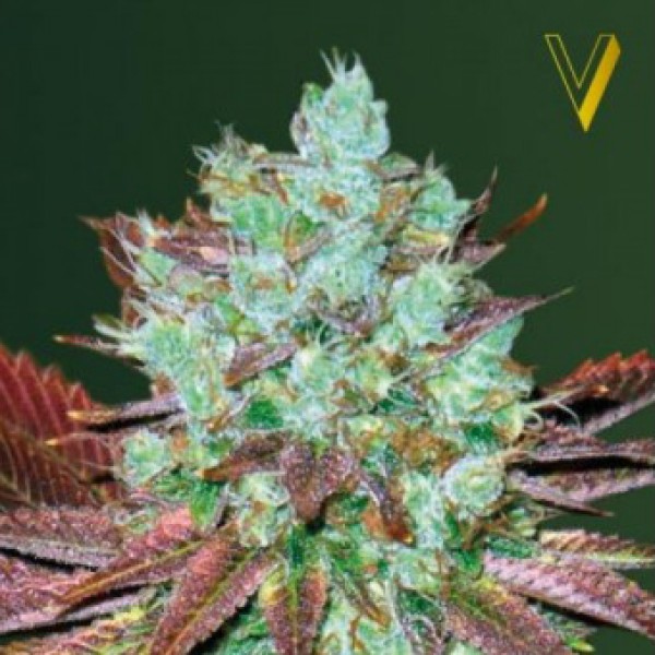 Auto NHL Diesel Feminised