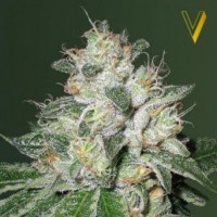 Auto OG Kush Feminised