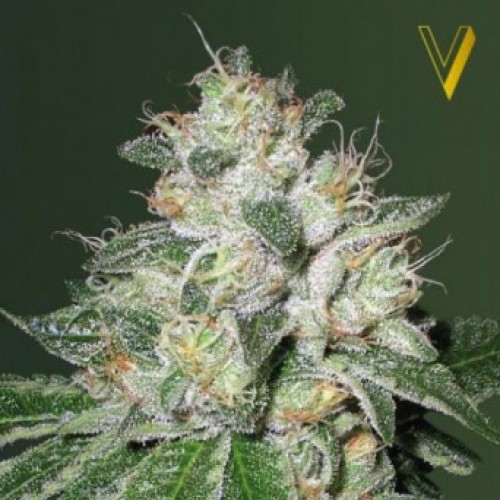 Auto OG Kush Feminised