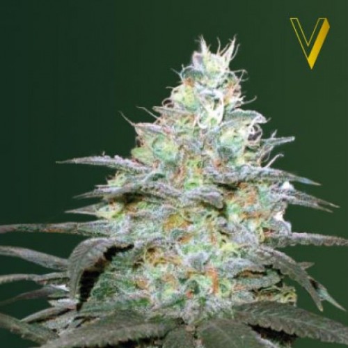 Auto Original Berry Feminised