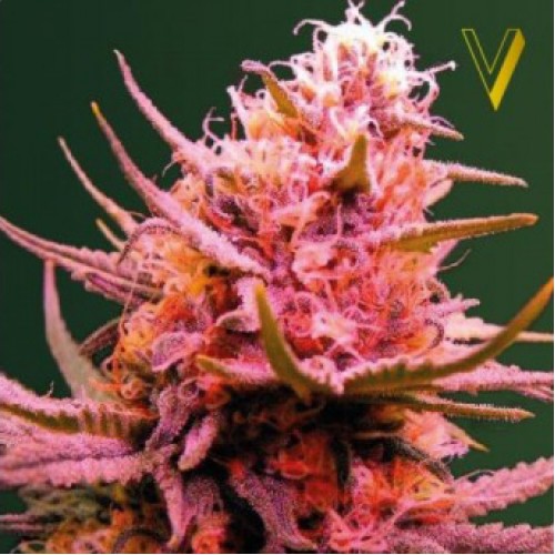 Auto Seemango Feminised