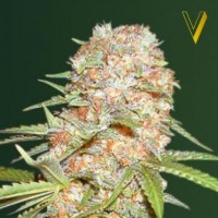 Auto Super Extra Skunk Feminised