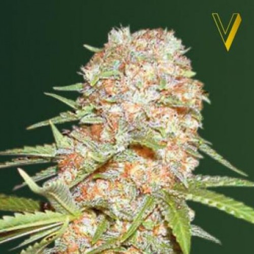 Auto Super Extra Skunk Feminised