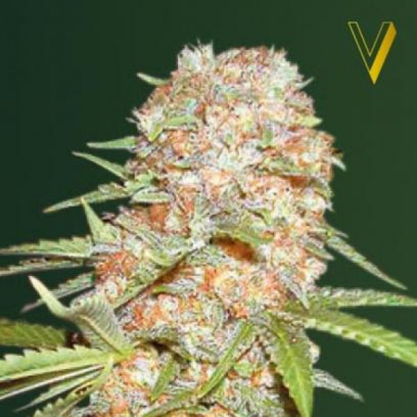 Auto Super Extra Skunk Feminised