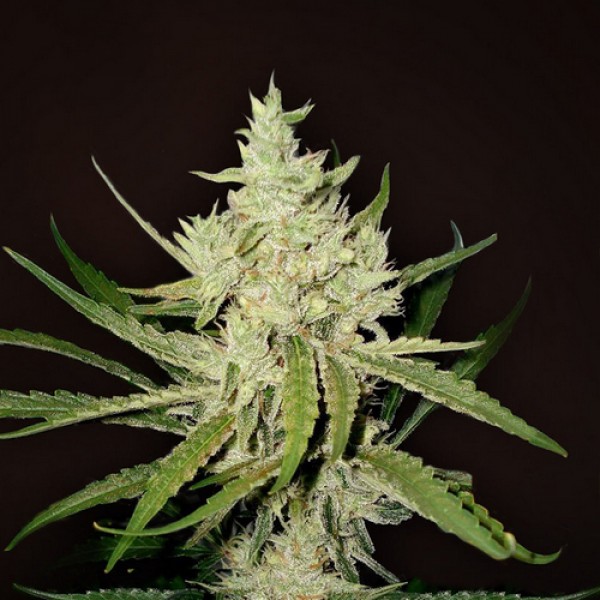 Auto Amnesia Haze Feminised by Victory Seeds
