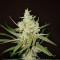 Auto Amnesia Haze Feminised by Victory Seeds