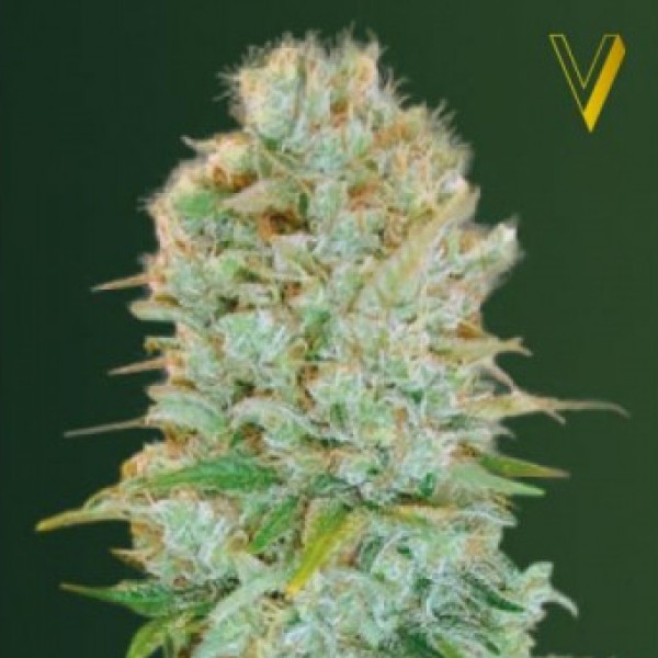 Critical Feminised by Victory Seeds