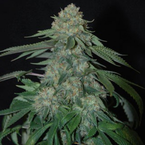 OG Kush Feminised от Victory Seeds