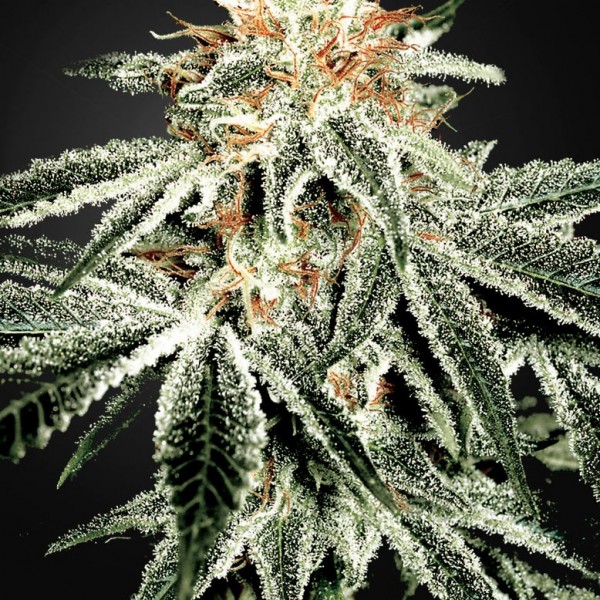 White Widow Feminised by Victory Seeds