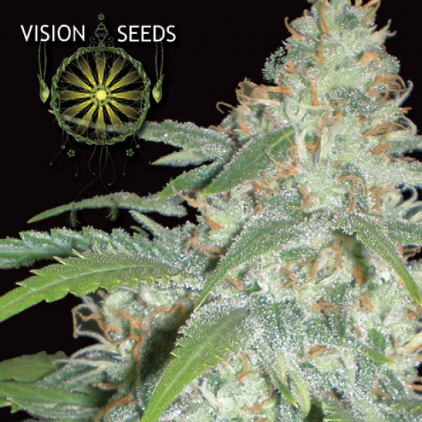 Amnesia Feminised by Vision Seeds