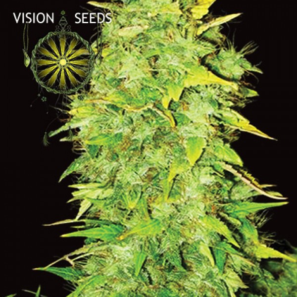 Auto White Widow Feminised by Vision Seeds