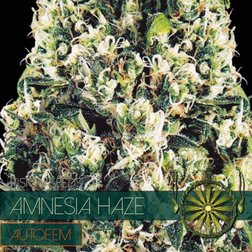 Auto Amnesia Haze Feminised