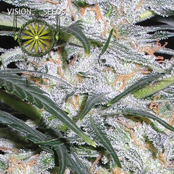 Auto Lowryder Feminised by Vision Seeds