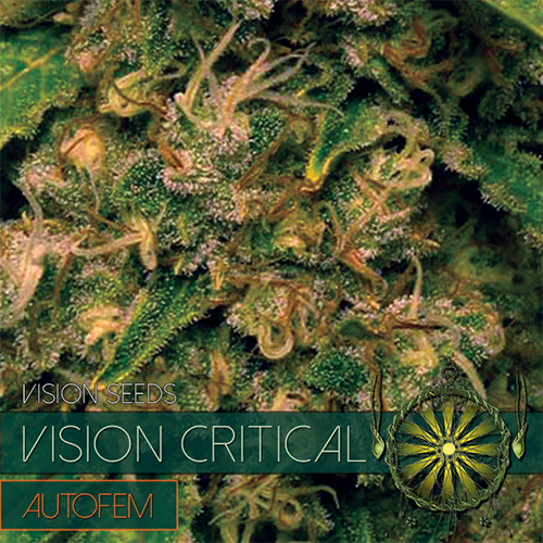 Auto Vision Critical Feminised