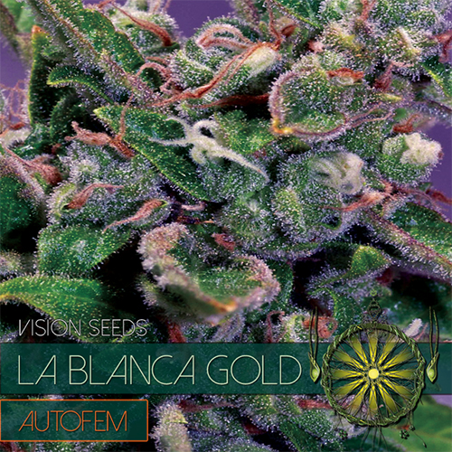 Auto La Blanca Gold Feminised