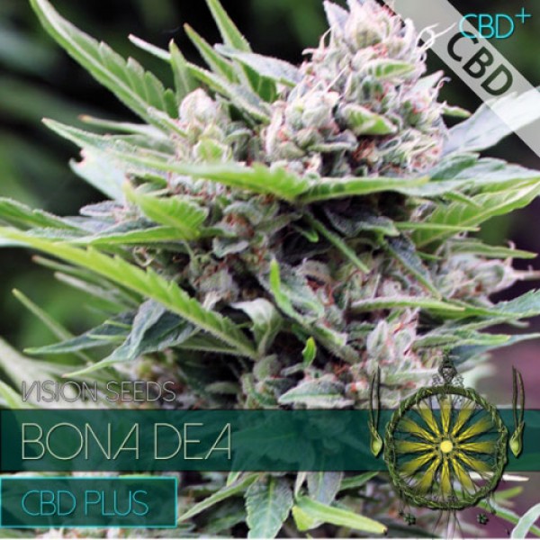 CBD+ Bona Dea Feminised