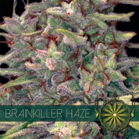 Brainkiller Haze Feminised