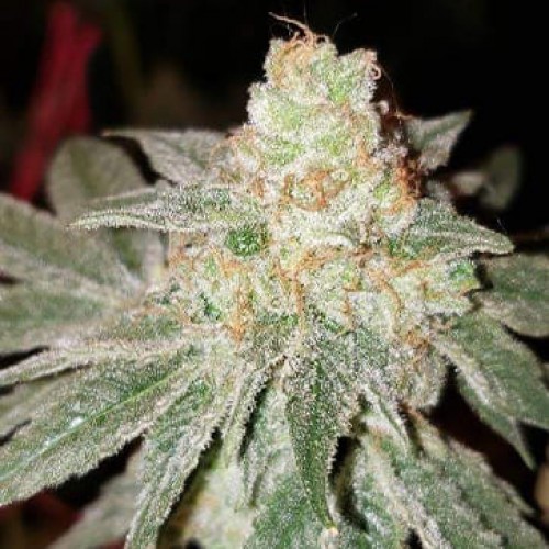 Purple Paro Valley Feminised seeds