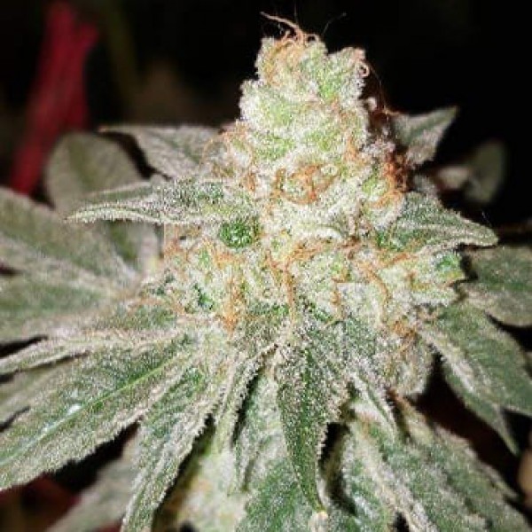 Purple Paro Valley Feminised seeds